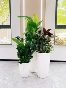 宁波海曙绿植出租，服务好得没话说！